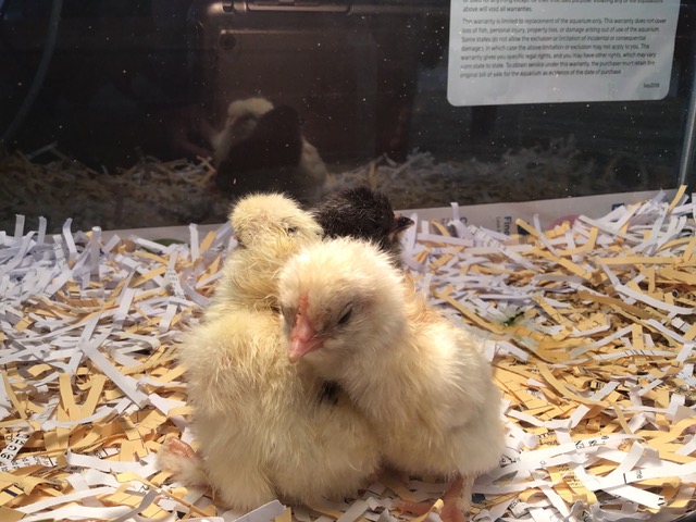 Chicks from an innovation grant project